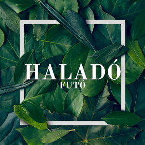 Haladó futó csomag